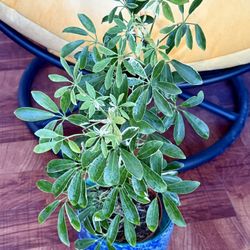 💙VARIEGATED MOONDROP UMBRELLA♥️Pls Read Description🌿