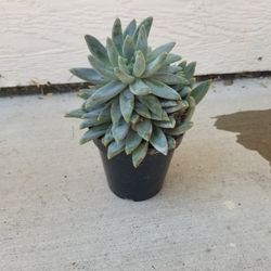 Potted Plant