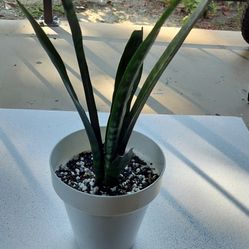 Snake plant with decorated pot/ see description 👍👍