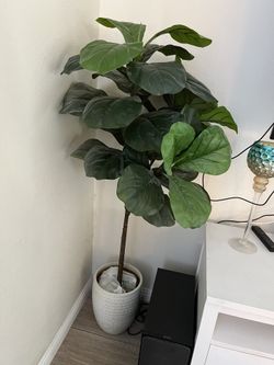 Indoor Tree