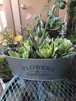Mixed succulents ( around 10) in the cute metal pot