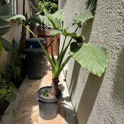 elephant leaf plant with different four plants