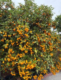Nagami Kumquat Fruit Trees / Árboles De Naranjas Pequeñas $50 each