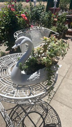 Un. pato. con. tres. plantas.   Diferentes