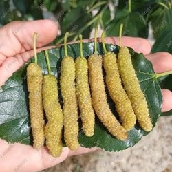 White Pakistani Mulberry Tree 