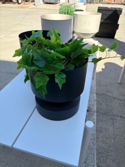 Planters
