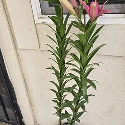 Lilys Plants