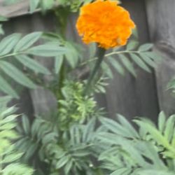 Se Vende Sinplasuches Para Tu Ofrenda $10 La Dosena De Flores