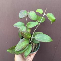 4” hoya nicholsoniae
