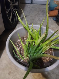 Aloe Vera Plants