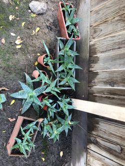 Aloe Vera plants