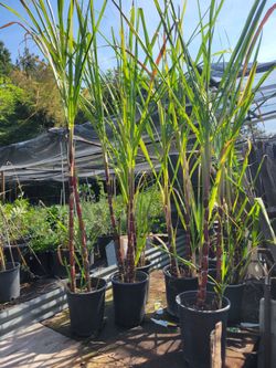 Sugar   Cane   Tree