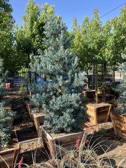 Podocarpus Icee Blue