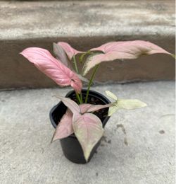 Syngonium pink Perfection Live Plant 4” pot