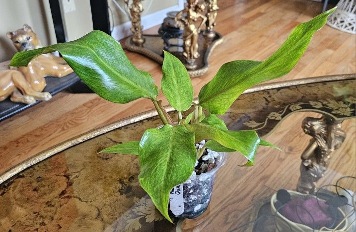 Philodendron Quad Color