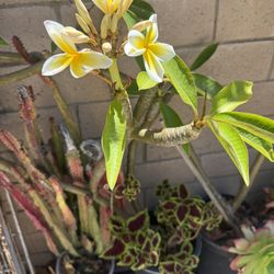 Plumeria plants