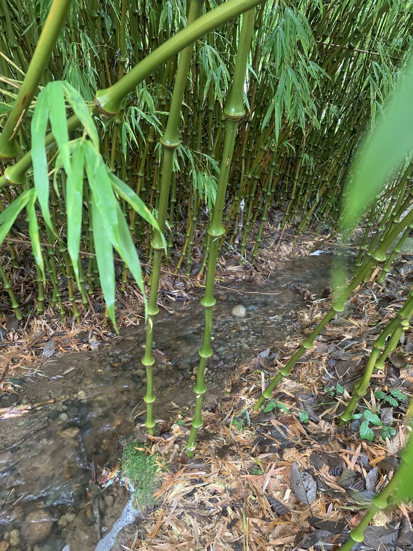 Bamboo Plants