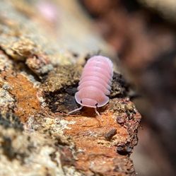 Cubaris sp "cherry blossoms" Isopod