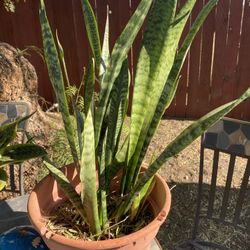 Snake Plants