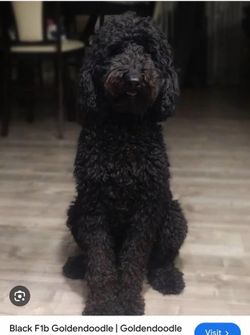 I have a golden doodle