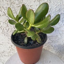 6 Inch Pot Succulent Plant - Crassula Ovata - Classic Jade - Money Tree - Rooted Established Plant - Drought Resistant - 🪴