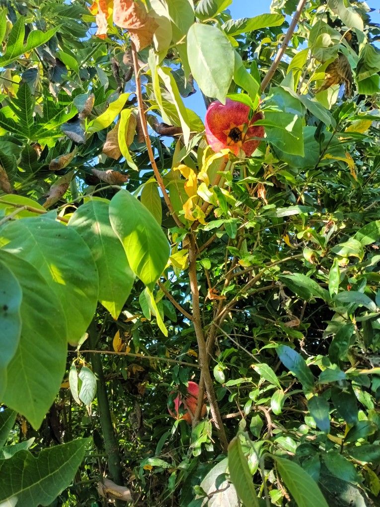 Pomegranate "Cranberry" Variety