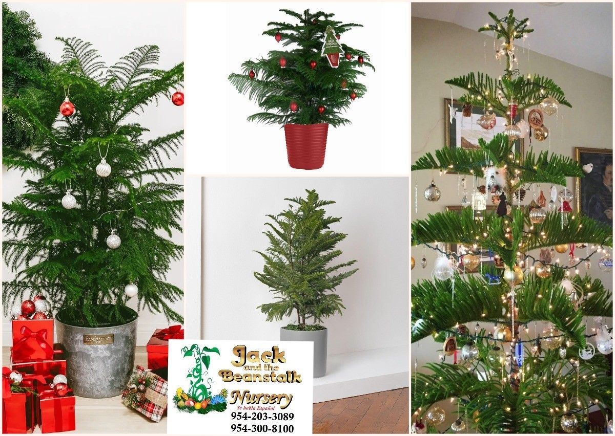 Christmas π tree live plant in 3gal arboles de navidad en 3gal