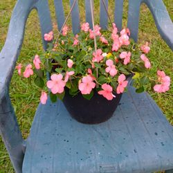 Plant With  Flowers  💐 