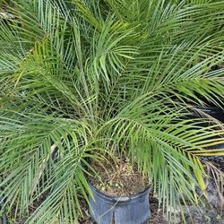 Spectacular Robollinis Plants!!! Fertilized 