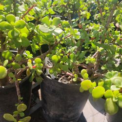 Elephant Food Plant.$12 Each.