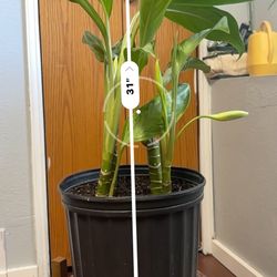 Chinese Evergreen Plant