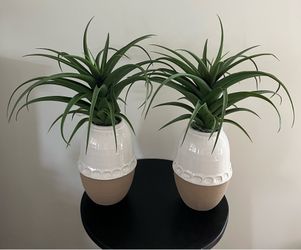 Pineapple Pair