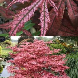 ‘Mikazuki’ Semi-dwarf Japanese Maple Trees —