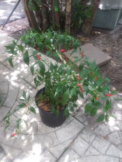 Super chile plant