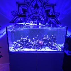 RED SEA 425 G2 2000$ OBO