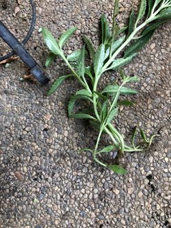 Cutting green succulent
