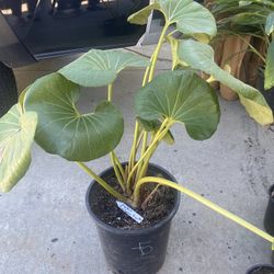 Ligularia Plant ,5 gallons Pot ,2 Feet Tall ,$40 Each