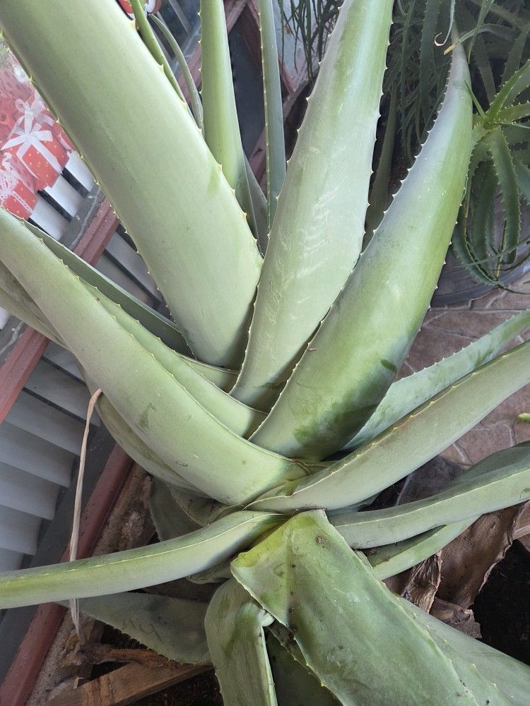 Free Aloe Vera Leaves-Sabila Solo Las Hojas