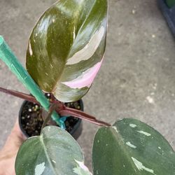 4” Pot High Variegation Philodendron Pink Princess, Exact Plant, 95820