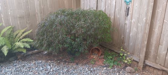 Japanese Maple tree