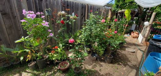 Roses, Plants And More
