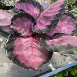Calathea Pink Star In 6” Pot. SPECIAL PRICE 🤩