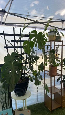 Houseplants! Reopening 7/6/26