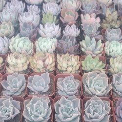 Echeveria