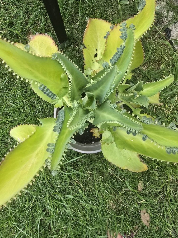 Mother Of Millions