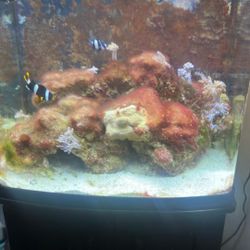 32 Bio Cube Aquarium Tank