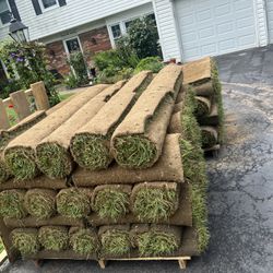 Tall Fescue Sod 