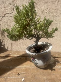 Bonsai Juniper