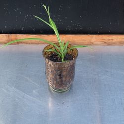Spider Plant With Vase
