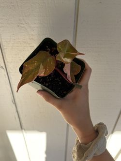 Pink Princess Philodendron Houseplant